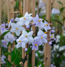 Morelle faux jasmin - solanum jasminoïdes