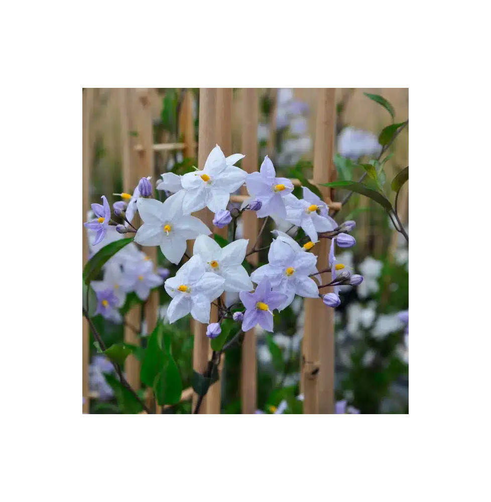 Morelle faux jasmin - solanum jasminoïdes