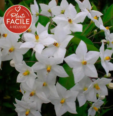 Morelle faux-jasmin 'Album' - solanum jasminoïdes