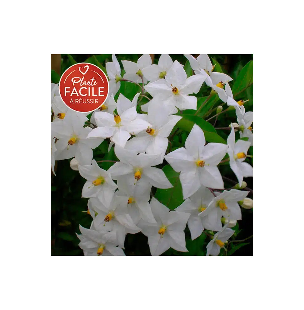 Morelle faux-jasmin 'Album' - solanum jasminoïdes