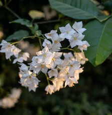 Morelle faux-jasmin 'Album' - solanum jasminoïdes