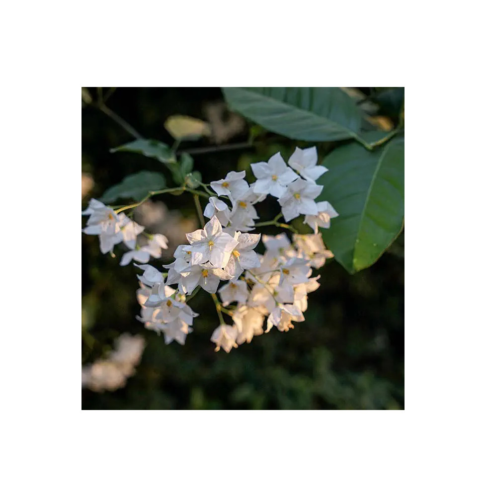 Morelle faux-jasmin 'Album' - solanum jasminoïdes