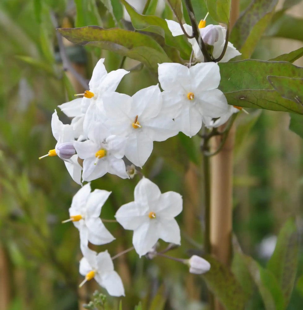 Morelle faux-jasmin 'Album' - solanum jasminoïdes