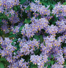 Morelle faux-jasmin 'Glasnevin' - solanum crispum