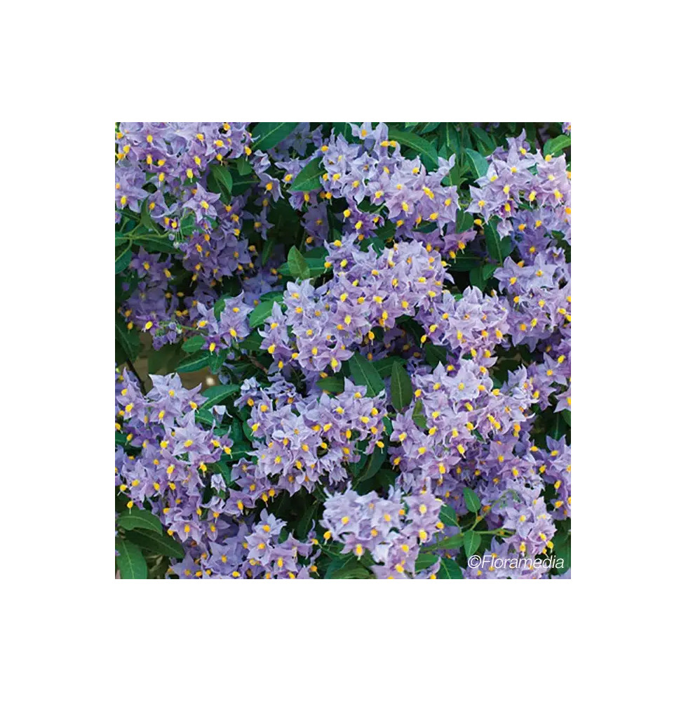 Morelle faux-jasmin 'Glasnevin' - solanum crispum