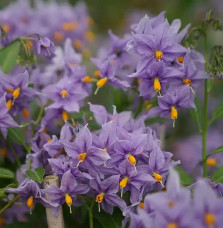 Morelle faux-jasmin 'Glasnevin' - solanum crispum