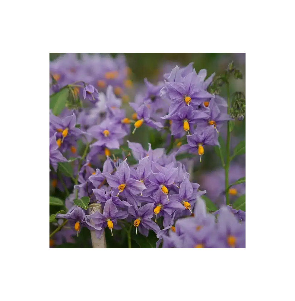 Morelle faux-jasmin 'Glasnevin' - solanum crispum