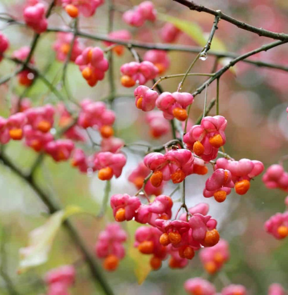 EUONYMUS europaeus ‘Red Cascade’  / Fusain d'Europe 'Red Cascade'