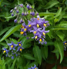 Morelle faux-jasmin 'Glasnevin' - solanum crispum