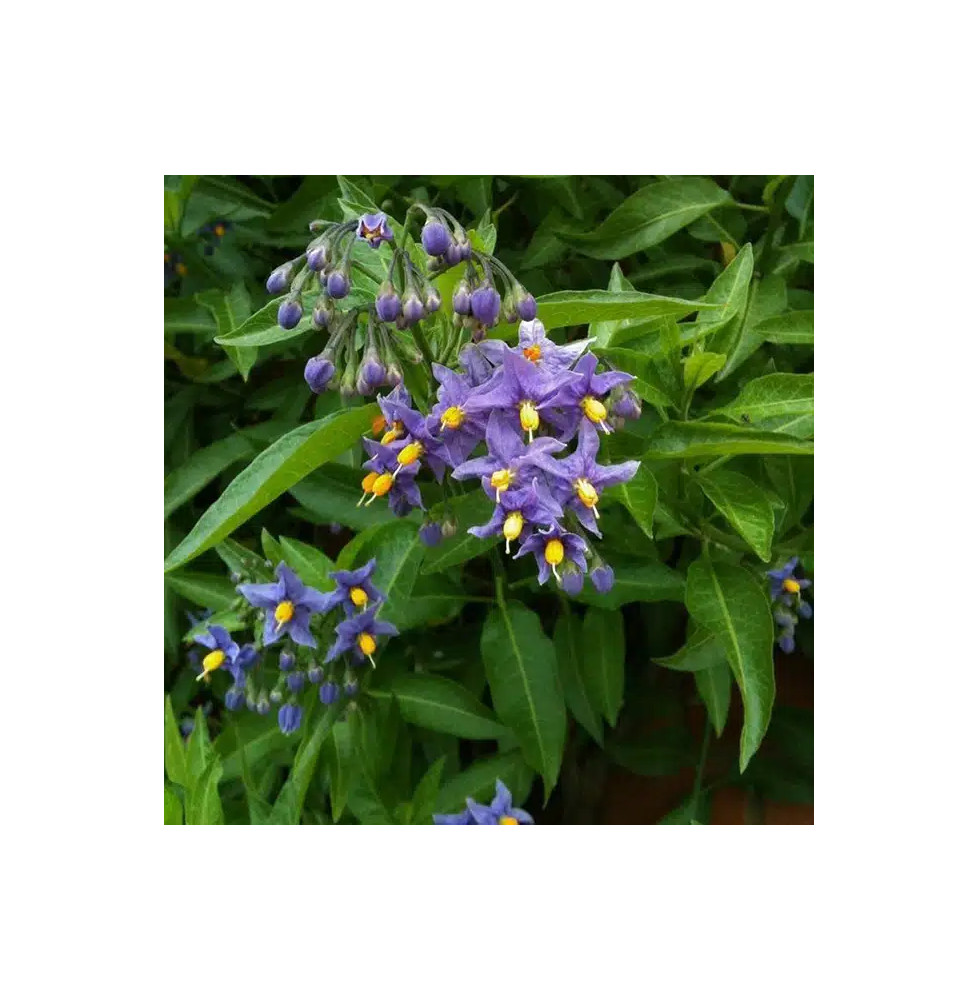 Morelle faux-jasmin 'Glasnevin' - solanum crispum