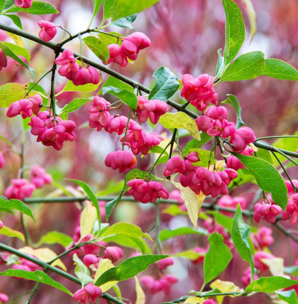 EUONYMUS europaeus ‘Red Cascade’  / Fusain d'Europe 'Red Cascade'