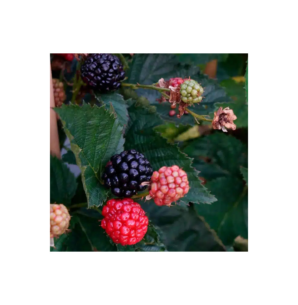 Pépinières Français PF_Mûre-remon Mûre remontante 'Reuben®' - rubus fruticosus