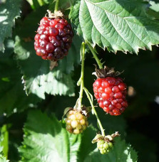 Pépinières Français PF_Mûre-remon Mûre remontante 'Reuben®' - rubus fruticosus