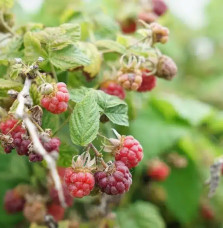 Myrtille 'Goldtraube' - vaccinium corymbosum