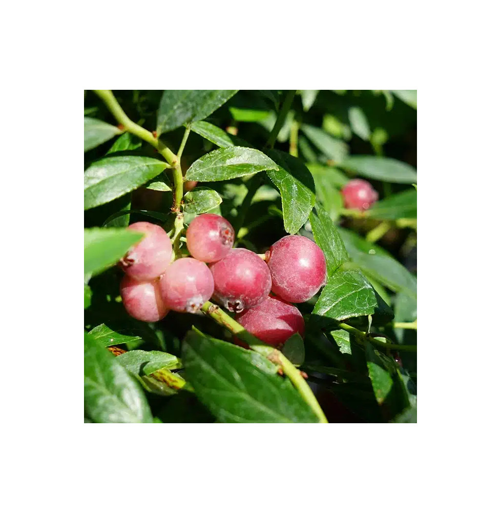 Myrtille 'Pink Lemonade®' - vaccinium corymbosum