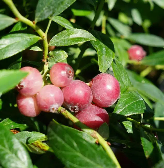 Myrtille 'Pink Lemonade®' - vaccinium corymbosum