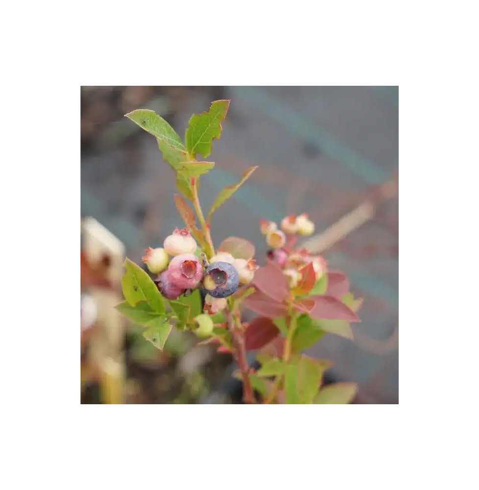 Myrtille arbustive 'Aino' - vaccinium corymbosum