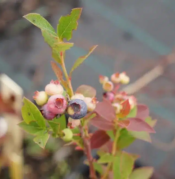 Pépinières Français PF_Myrtille-a Myrtille arbustive 'Aino' - vaccinium corymbosum