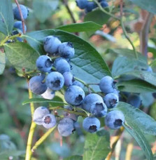 Myrtille arbustive 'Blue Crop' - vaccinium corymbosum