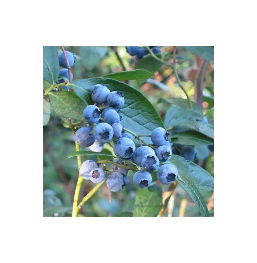 Myrtille arbustive 'Blue Crop' - vaccinium corymbosum