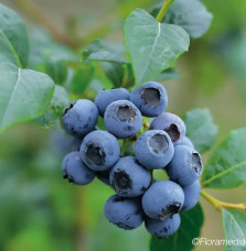 Myrtille arbustive 'Blue Crop' - vaccinium corymbosum