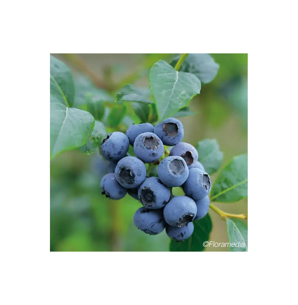 Myrtille arbustive 'Blue Crop' - vaccinium corymbosum