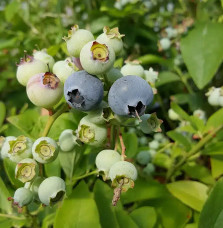 Myrtille arbustive ‘Hardy Blue’ - vaccinium corymbosum