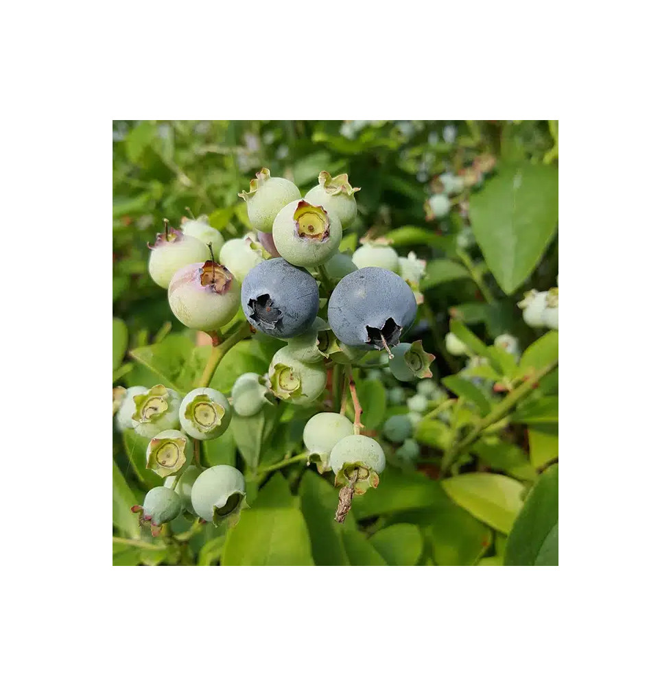 Myrtille arbustive ‘Hardy Blue’ - vaccinium corymbosum