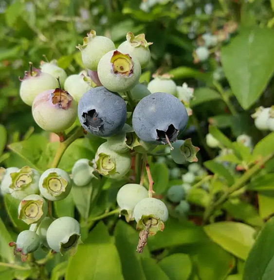 Myrtille arbustive ‘Hardy Blue’ - vaccinium corymbosum