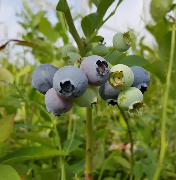 Myrtille arbustive ‘Ivanhoé’ - vaccinium corymbosum