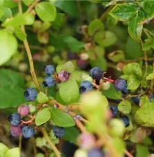 Myrtille arbustive ‘Legacy’ - vaccinium corymbosum