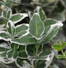 EUONYMUS fortunei ‘Emerald gaiety’  / Fusain persistant 'Emerald Gaiety'