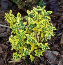 EUONYMUS fortunei ‘Emerald’n Gold’ / Fusain persistant 'Emerald and Gold'