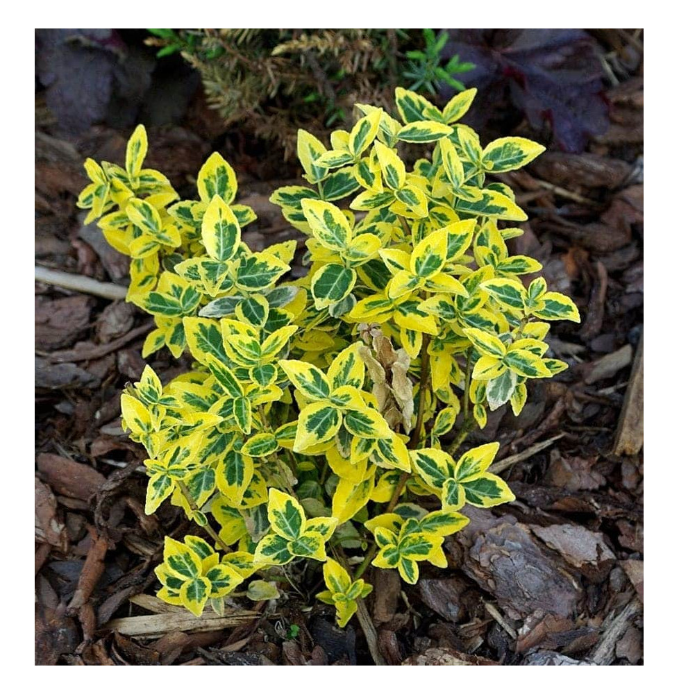 EUONYMUS fortunei ‘Emerald’n Gold’ / Fusain persistant 'Emerald and Gold'