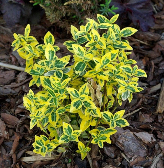 EUONYMUS fortunei ‘Emerald’n Gold’ / Fusain persistant 'Emerald and Gold'