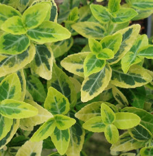 EUONYMUS fortunei ‘Emerald’n Gold’ / Fusain persistant 'Emerald and Gold'