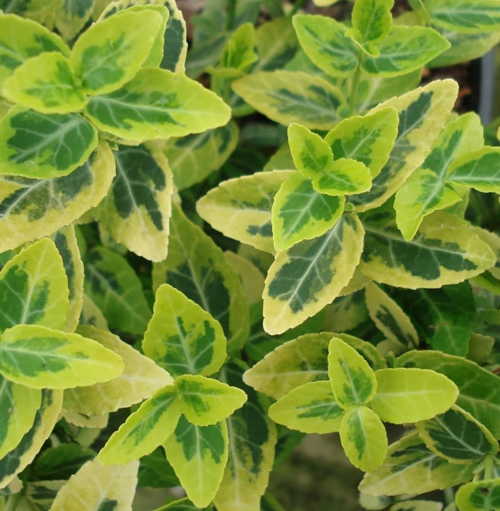 EUONYMUS fortunei ‘Emerald’n Gold’ / Fusain persistant 'Emerald and Gold'