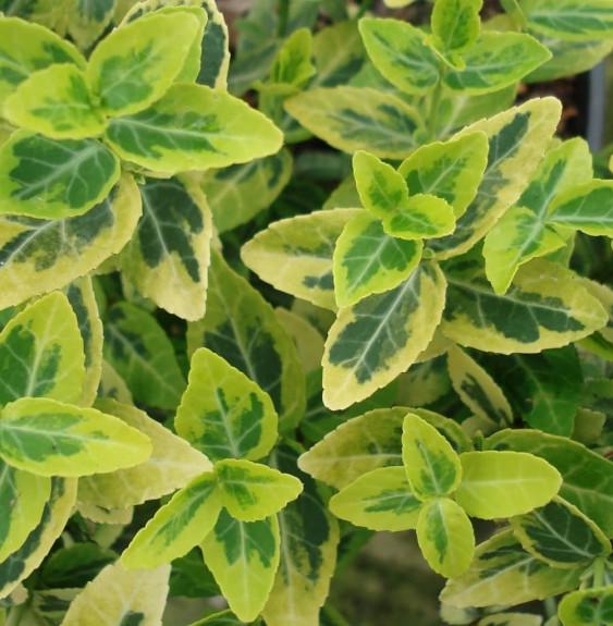 EUONYMUS fortunei ‘Emerald’n Gold’ / Fusain persistant 'Emerald and Gold'