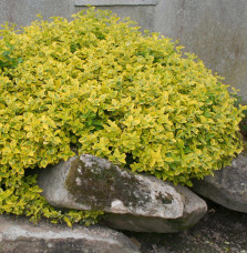 EUONYMUS fortunei ‘Emerald’n Gold’ / Fusain persistant 'Emerald and Gold'