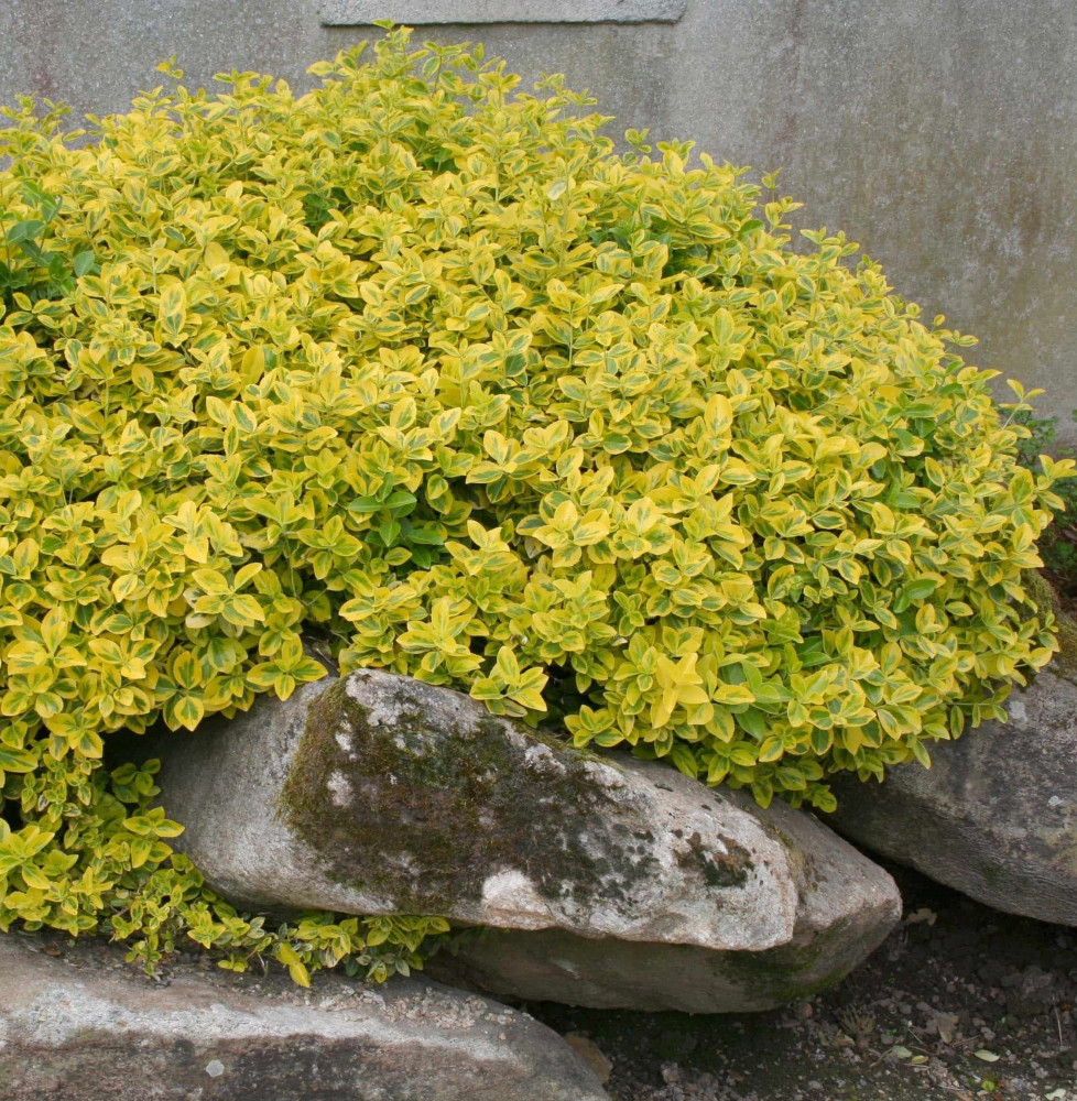 EUONYMUS fortunei ‘Emerald’n Gold’ / Fusain persistant 'Emerald and Gold'