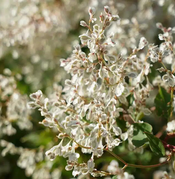 Renouée d'Aubert - polygonum aubertii