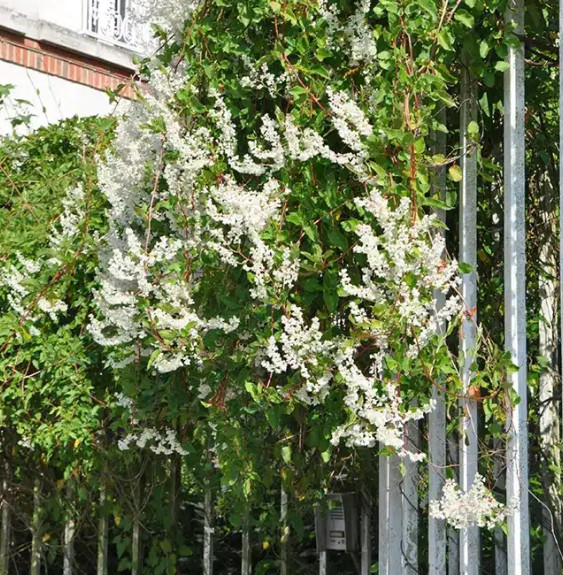 Pépinières Français PF_Renouée-d Renouée d'Aubert - polygonum aubertii