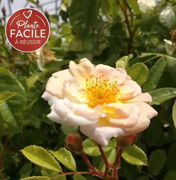 Rosier ancien 'Ghislaine de Féligonde' - rosa