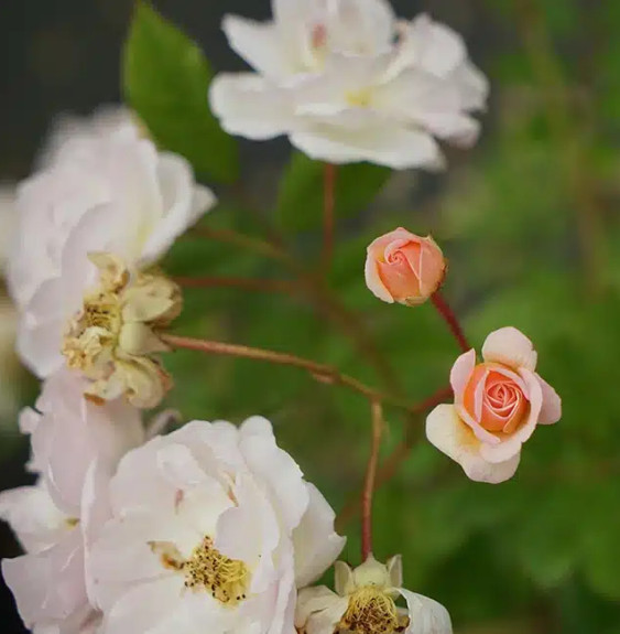 Rosier ancien 'Ghislaine de Féligonde' - rosa