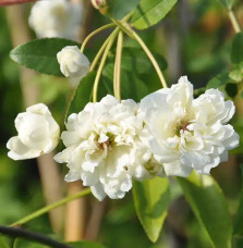 Rosier de Banks 'Alba Plena' - rosa banksiae