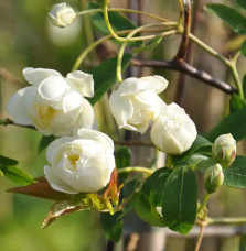 Rosier de Banks 'Alba Plena' - rosa banksiae