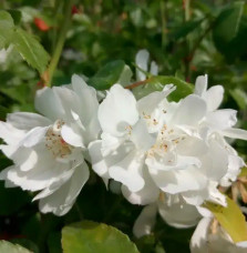 Rosier de Banks 'Alba Plena' - rosa banksiae