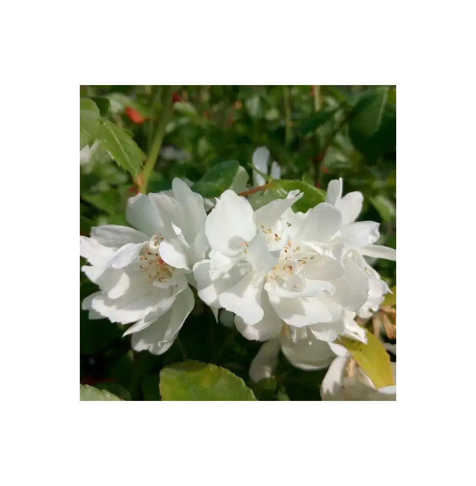 Rosier de Banks 'Alba Plena' - rosa banksiae