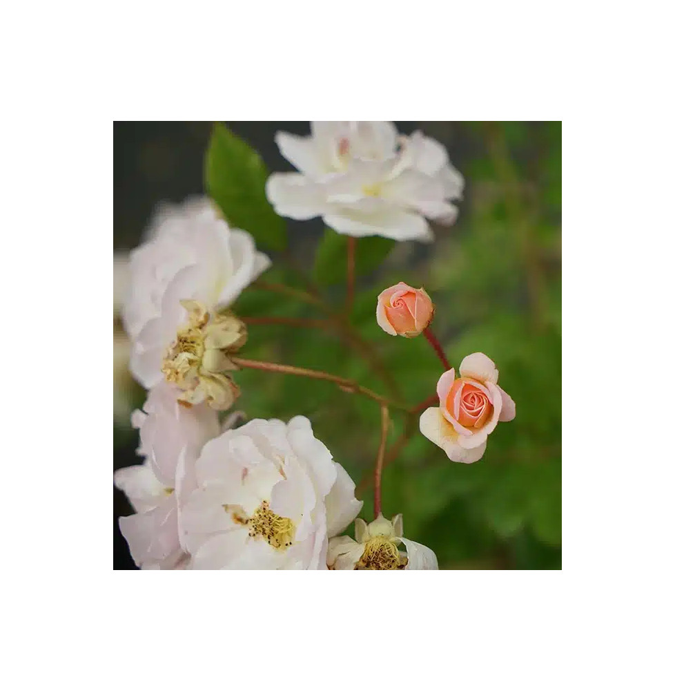 Rosier de Banks 'Alba Plena' - rosa banksiae