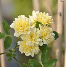 Pépinières Français PF_Rosier-de57 Rosier de Banks 'Lutea' - rosa banksiae